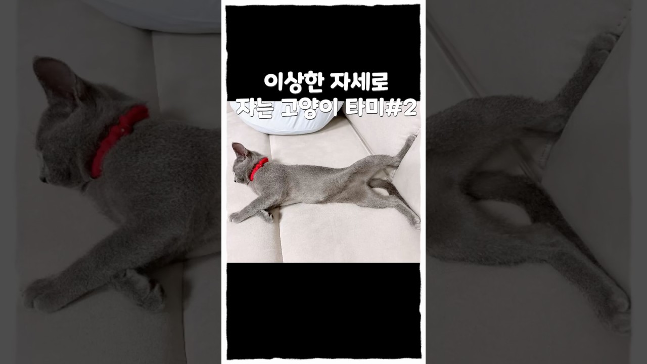 이상한 자세로 자는 고양이 타미  #고양이 #고양이브이로그 #고양이일상 #cat #catlover #러시안블루 #초보집사  #고양이자는자세 #자는고양이 #고양이자세
