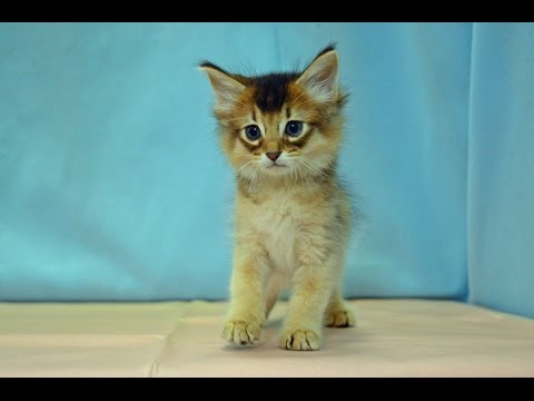 ソマリ　NO.160512　ペットショップ『ヒラマツケンネル』　の子猫