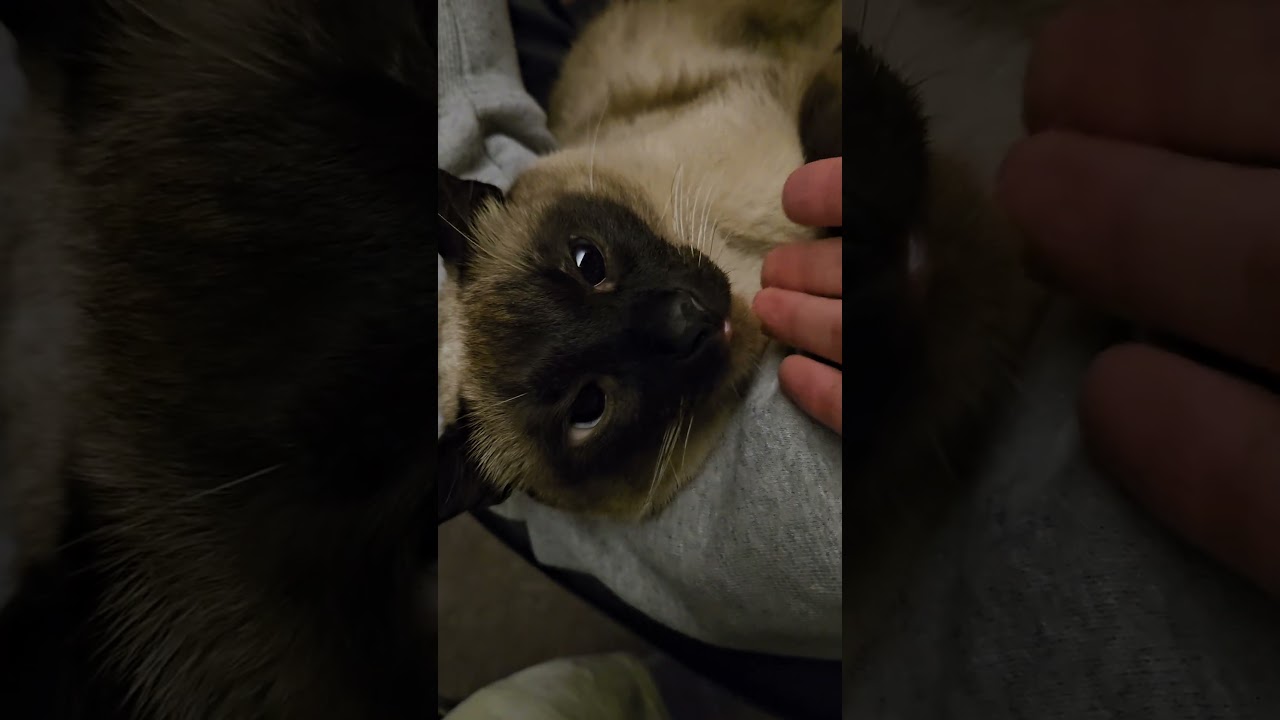 イカゲーム2を平穏に鑑賞する猫がこちら #シャム猫ひおろ #squidgame