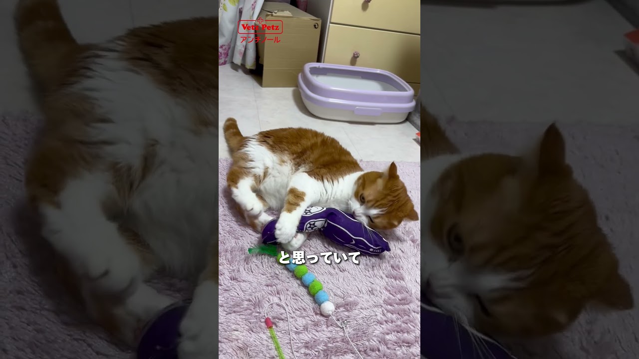 スコティッシュ・フォールドかずくん🐱の飼い主さんにインタビュー！