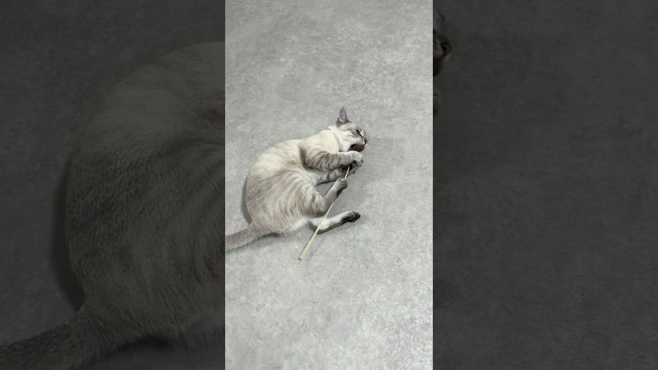 猫じゃらしで1人遊びできる猫　#元保護猫　#シャムトラ　#シャムミックス　#cat #猫耳 #kitten #シャムmix   #猫耳