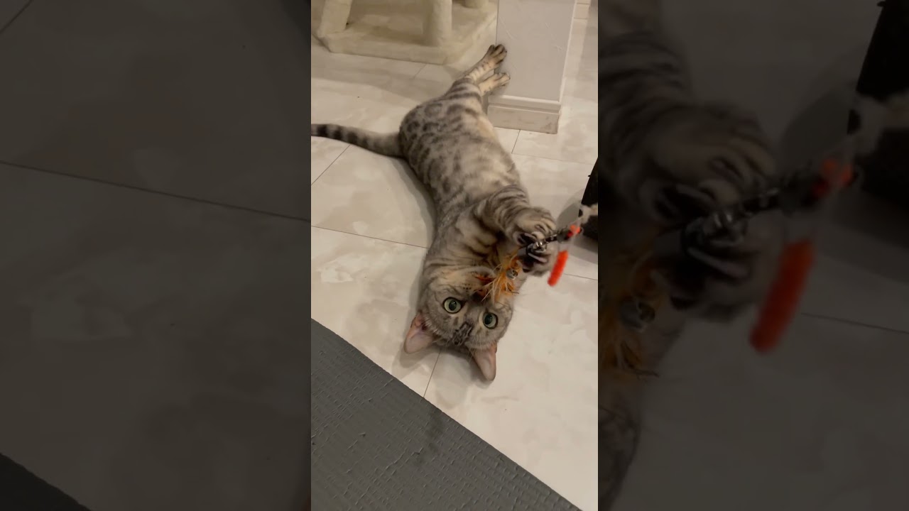 遊びも全力 #cat #ベンガル #ベンガル猫 #ねこ #猫のいる暮らし