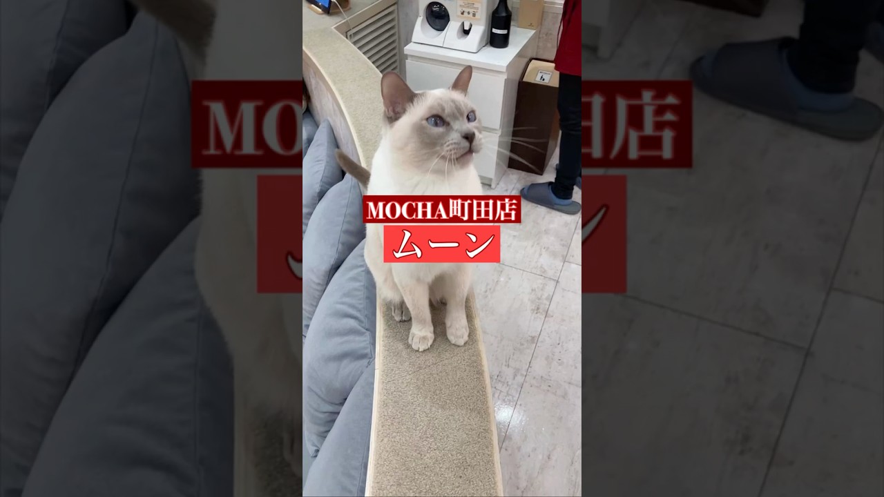 🐱ムーン🐱　(トンキニーズ♂)　猫カフェMOCHA町田店　2024/11/26 撮影分　　#日替わり猫カフェにゃんこ　#shorts