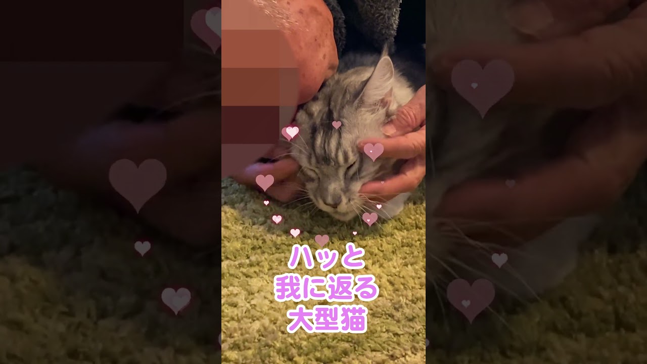 気持ちよさに油断していた大型猫#メインクーン#shorts
