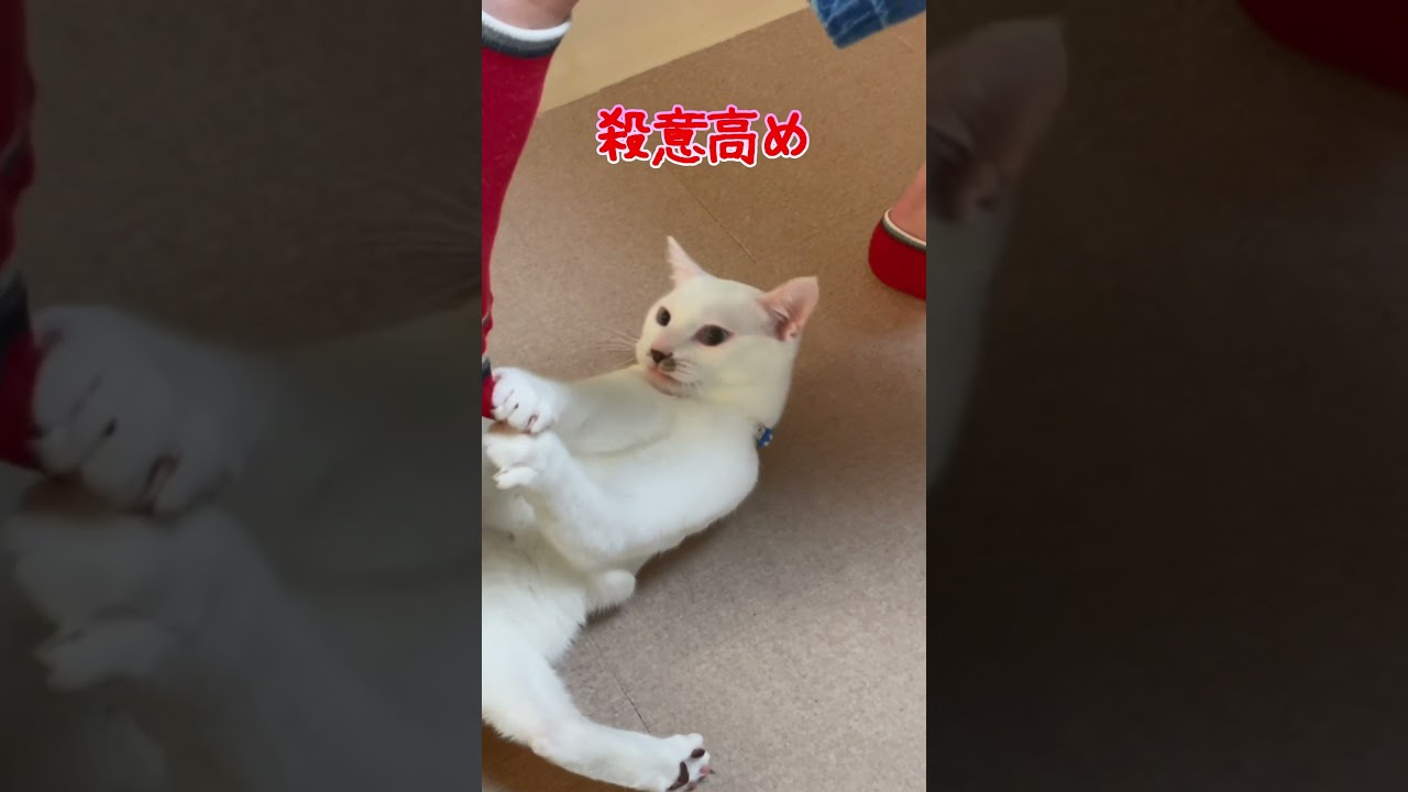 赤ちゃん猫の頃からケリケリをやり続けた結果こうなりました