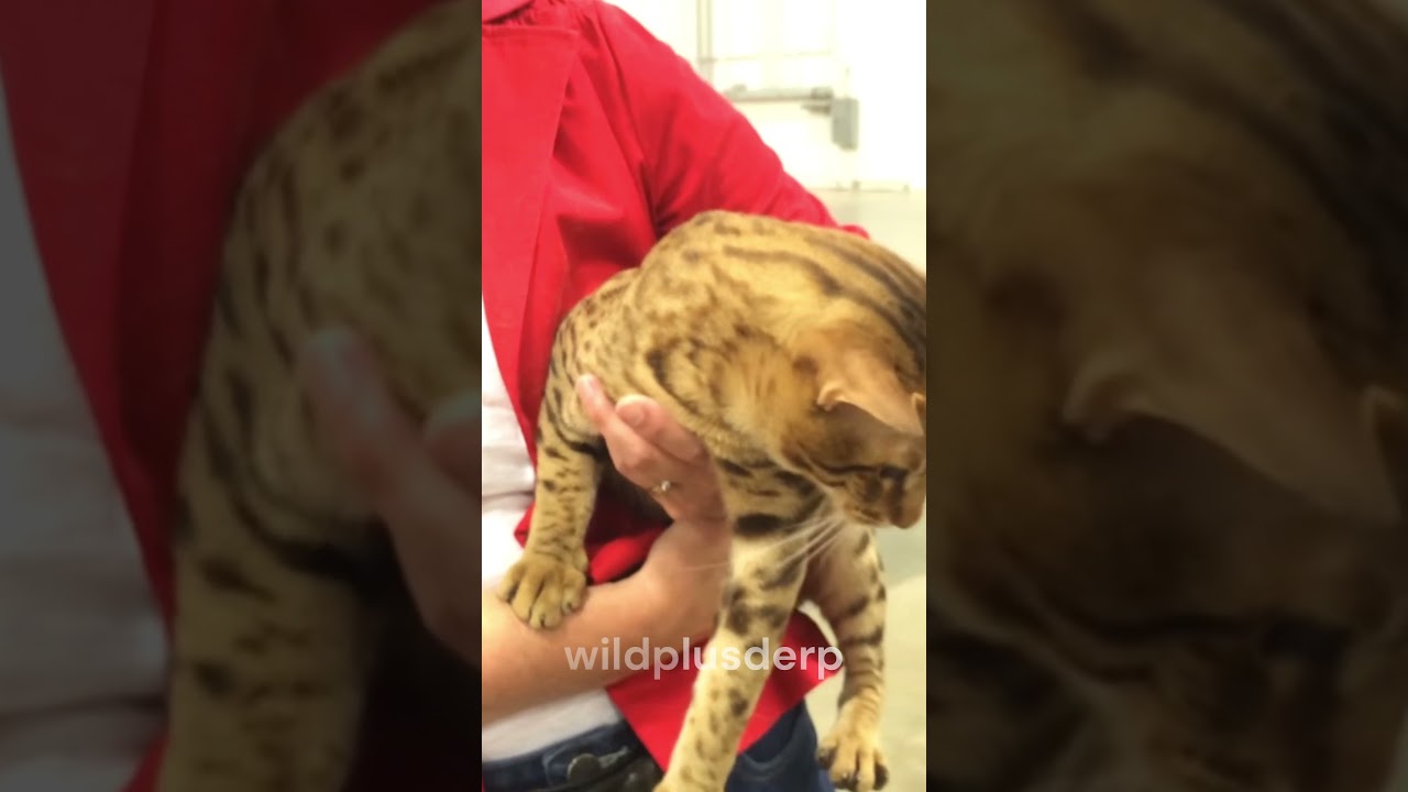 "Ocicat: Wild beauty, friendly personality, and endless energy!" #like #share #kitten #cat #animals