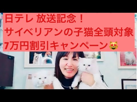 日本テレビ　ズームインサタデー！出演記念！サイベリアンの子猫全頭対象😻7万円割引キャンペーンライブ🈹