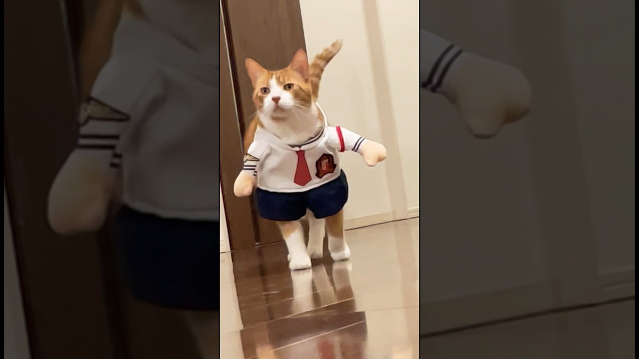 【CAT】Wi-Fiのパスワード教えて #shorts #猫のいる暮らし #茶トラ #スノーシュー猫