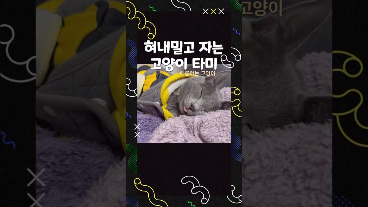 혀 내밀고 자는 고양이 타미 😹 #고양이 #고양이브이로그 #고양이일상 #cat #러시안블루 #혀내미는고양이 #메롱 #메롱하는고양이