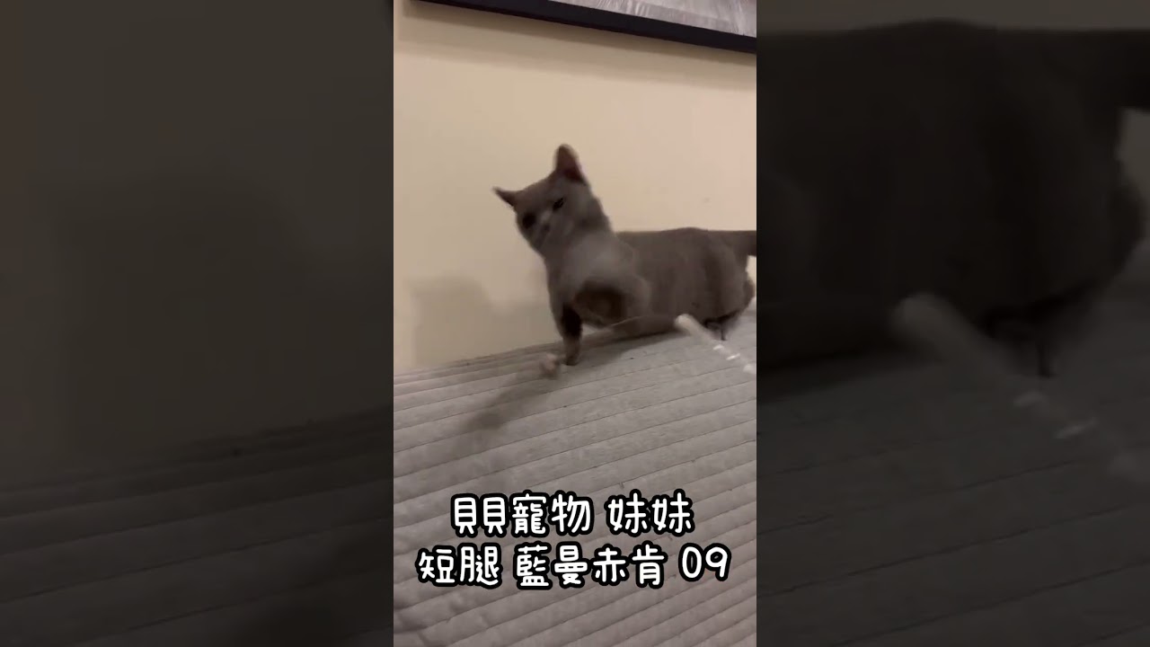 貝貝寵物專業犬貓舍-藍曼斥肯 09號