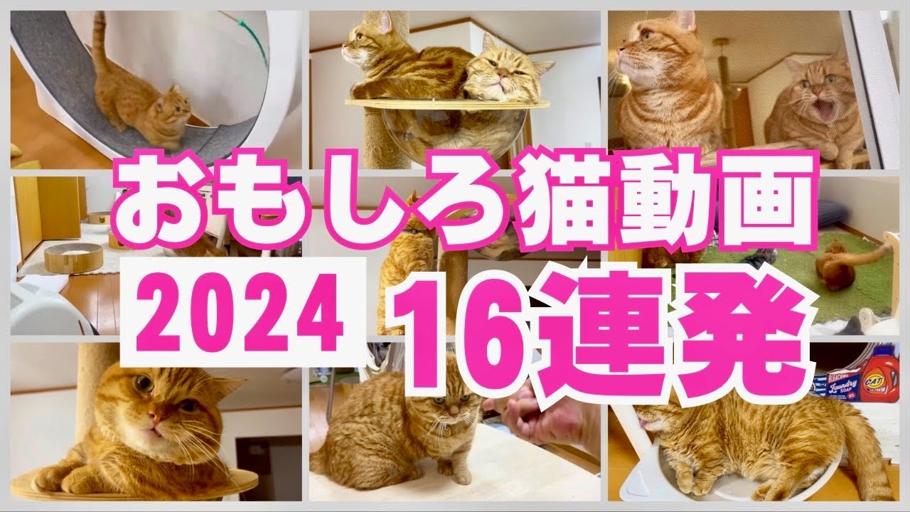 2024年忘れ！おもしろ猫動画16連発！ #猫 #マンチカン
