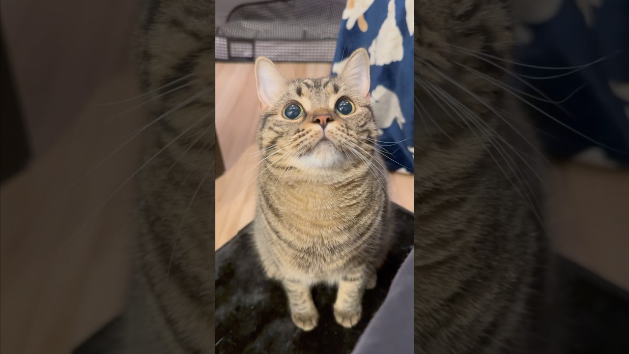 【猫動画】獲物が来るのを待つ猫が可愛すぎるwww #shorts