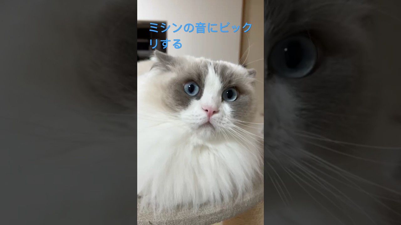ミシンの音にビックリする猫🐱#ラグドール#猫#ねこ好きさんと繋がりたい