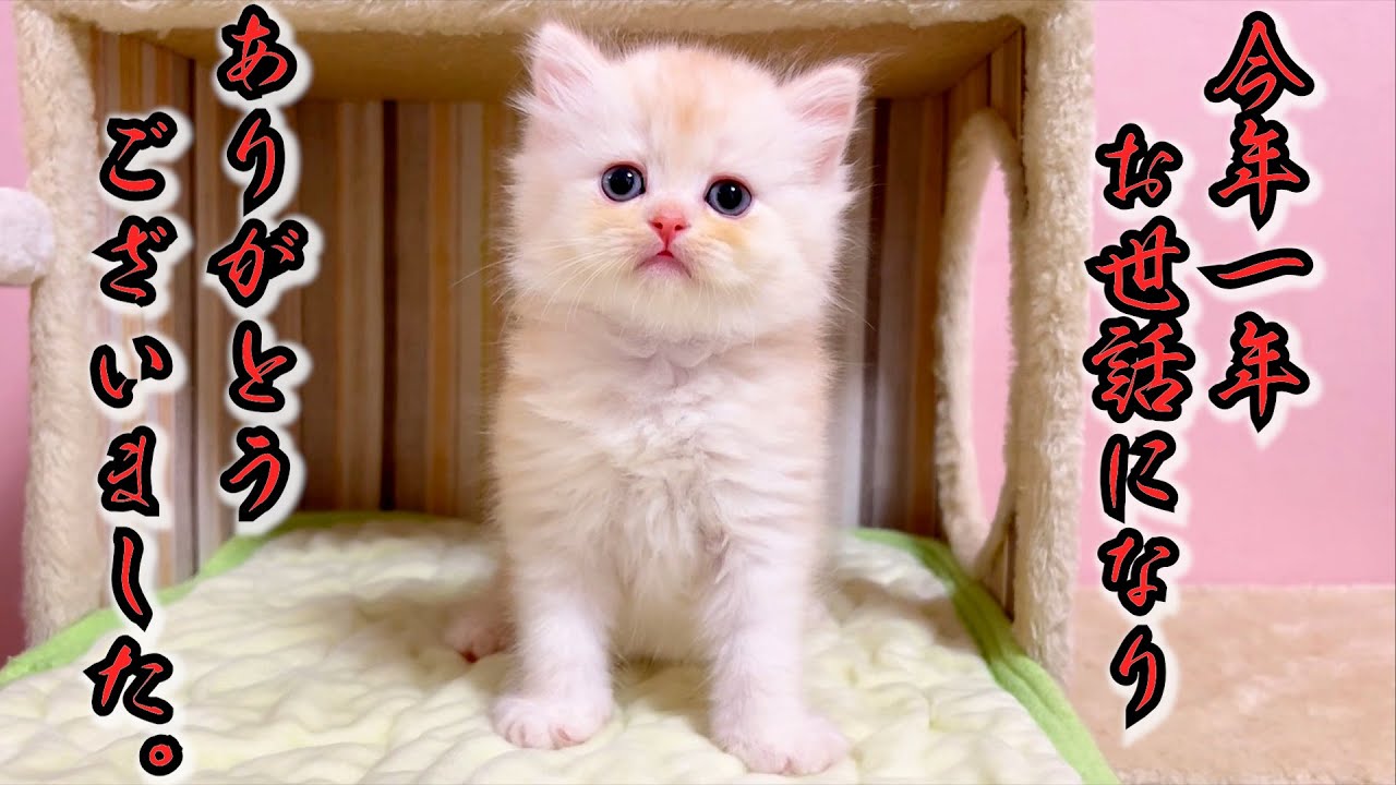 【マンチカンの子猫】今年も一年ご視聴頂き、ありがとうございましたニャ件 ～猫のいる生活Vol.1063～出産動画 マンチカン短足・ミヌエット・ペルシャ猫専門ブリーダー『ペット蔵人』【子猫の成長記録】