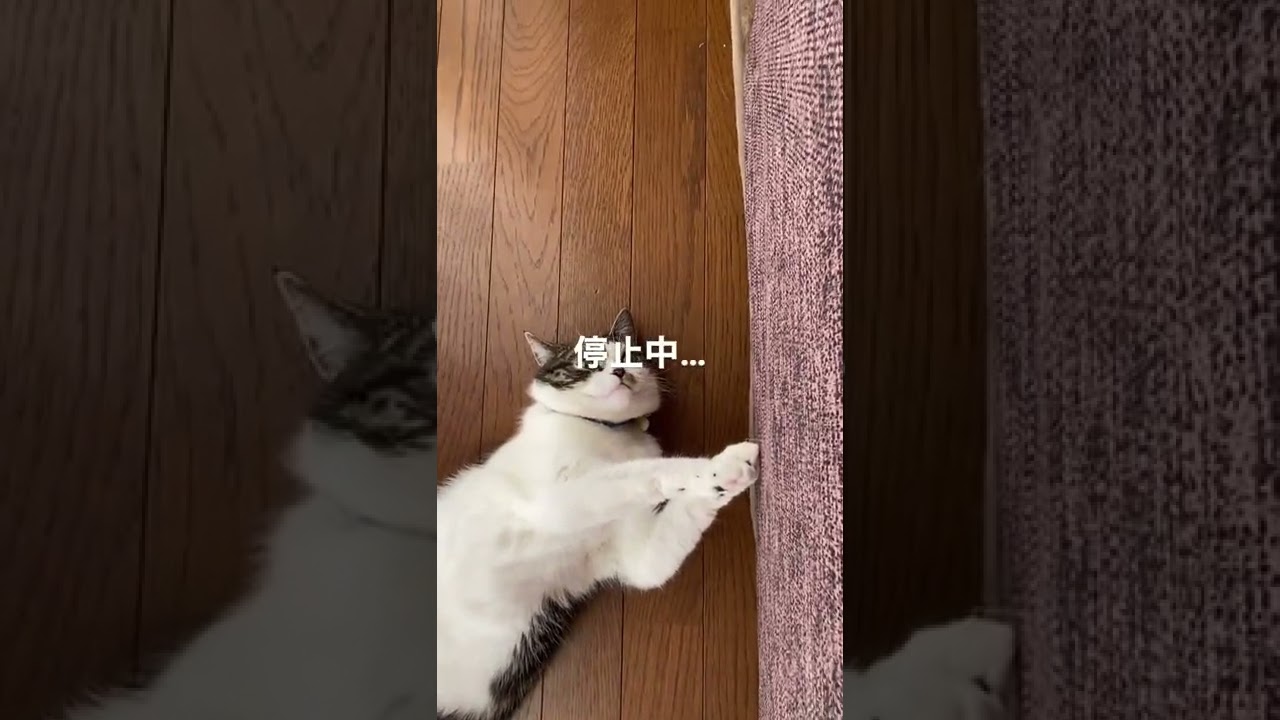 長足マンチカン子猫の思考、停止ちう^_^