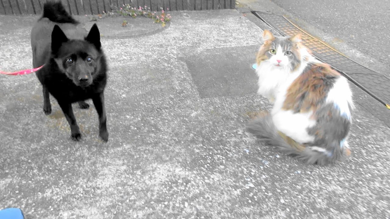 目指せモモ20歳✨～ミルクさん大好きなモーリンちゃんと年末ご挨拶～皆様にとって素敵な新年になりますように・・どうぞ良いお年をお迎え下さい😻💓🥰