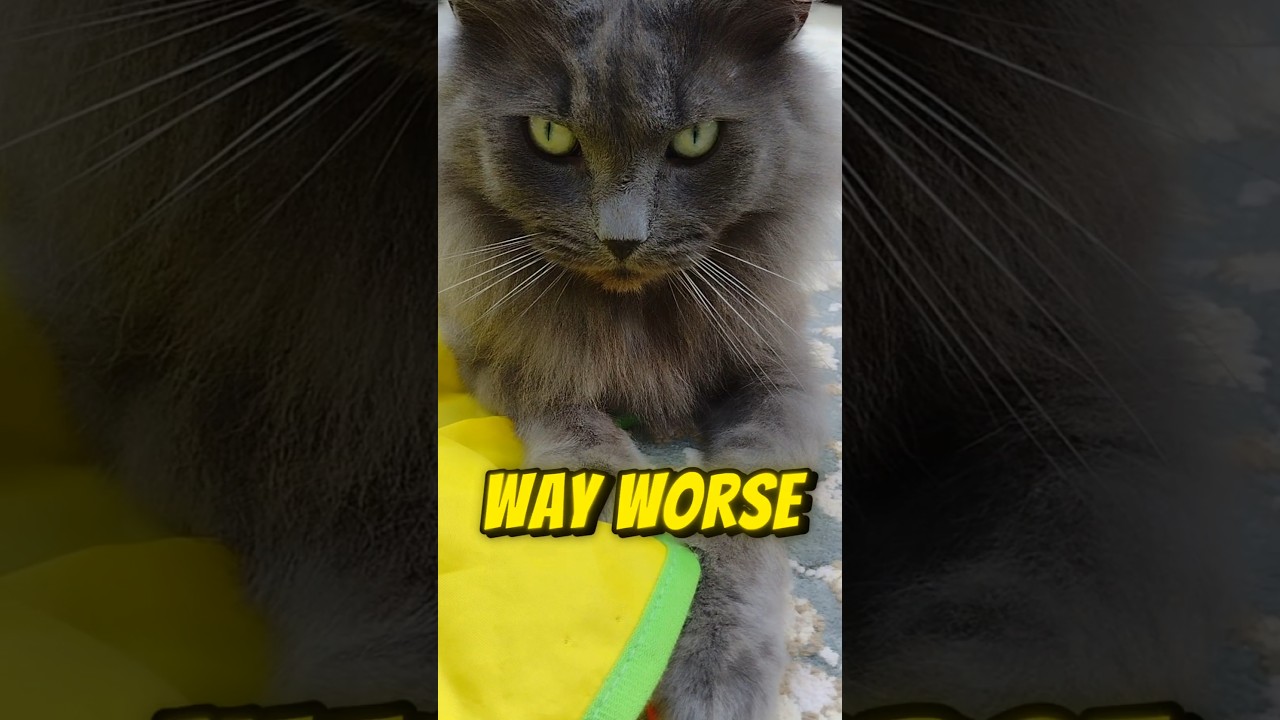 Way worse!.... #ragdoll #catmemes #funny #catlover