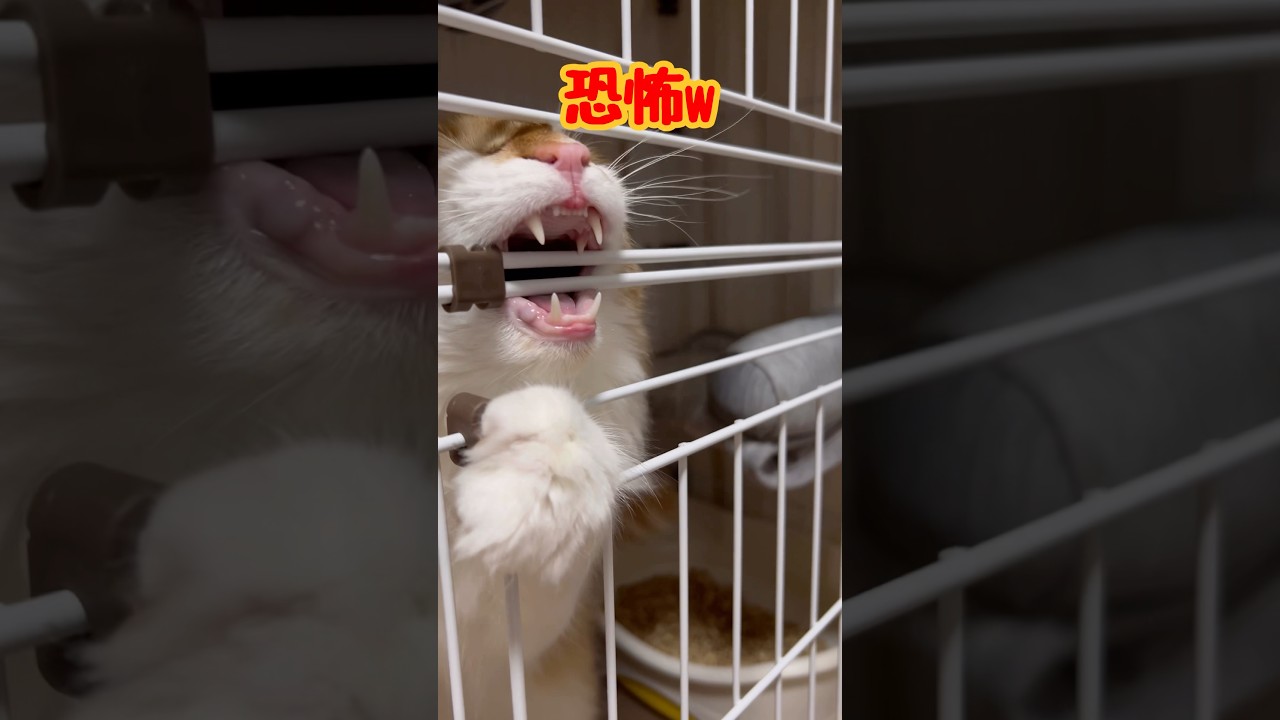 イタズラしたのでケージに入れたらこうなりました　#ノルウェージャンフォレストキャット
