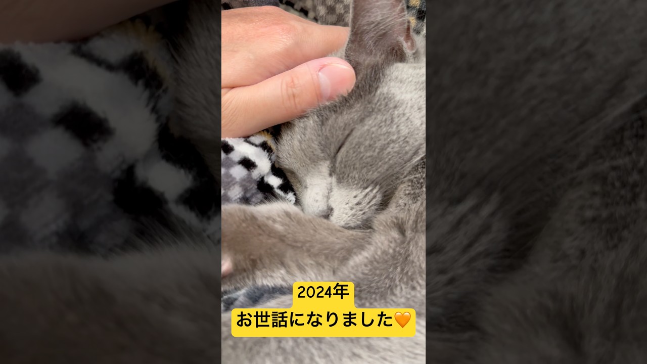 【猫ロシアンブルー】2024年の感謝を伝える そらちゃん❤️#shorts