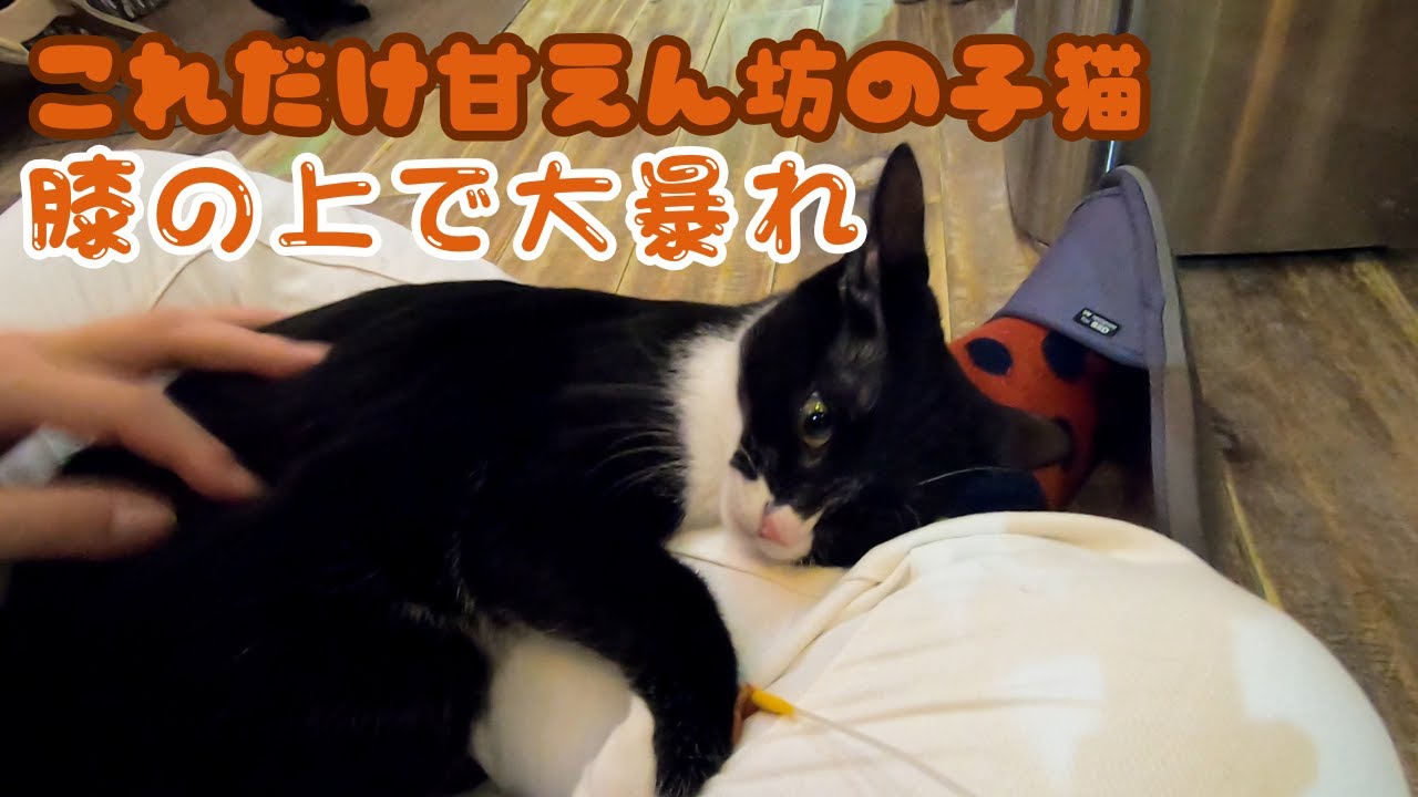ハチワレ子猫の癒し動画　膝の上で遊んで甘える姿にキュン（保護猫カフェウリエル）梅田Chimera kitten cuddling on lap