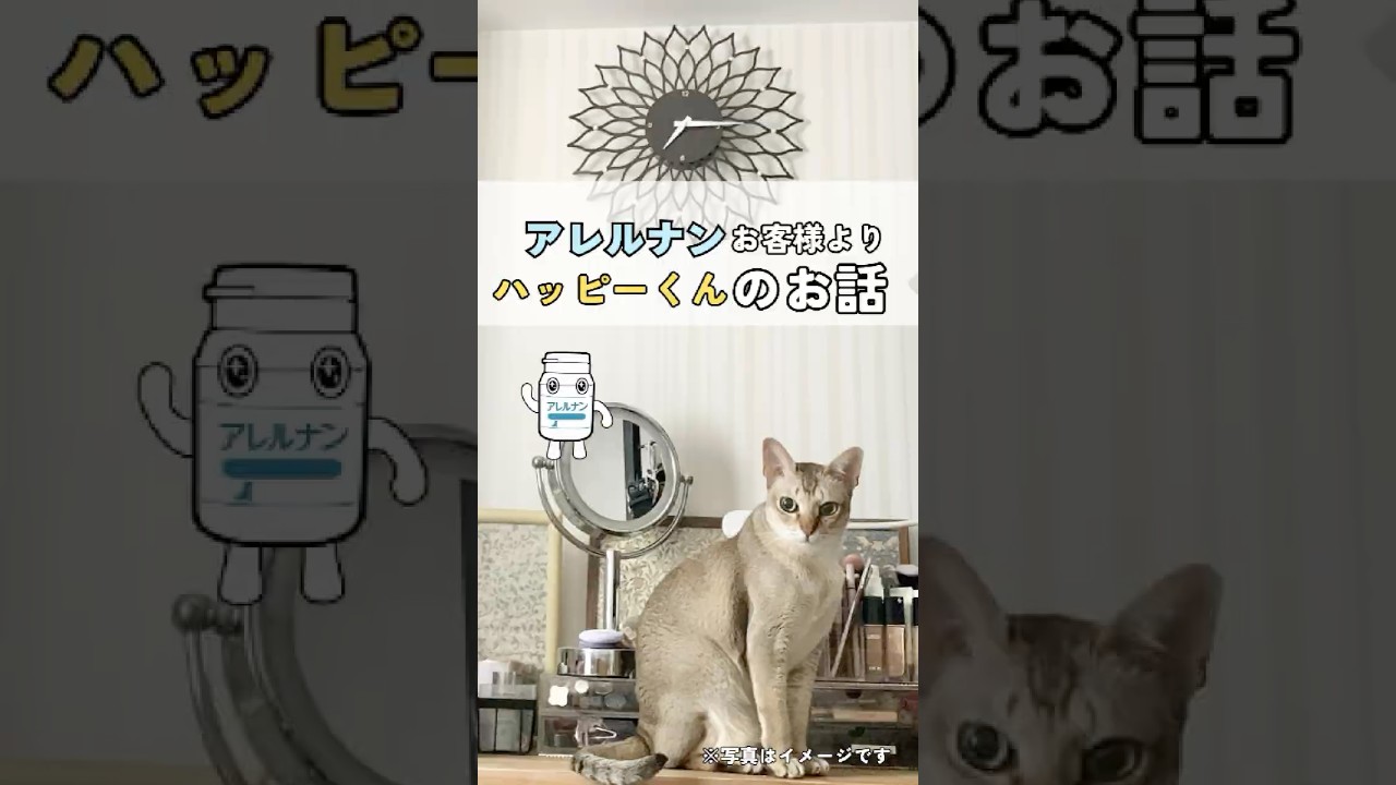 シンガプーラのハッピーくんのお話です♪　#シンガプーラ  #猫好きさんと繋がりたい