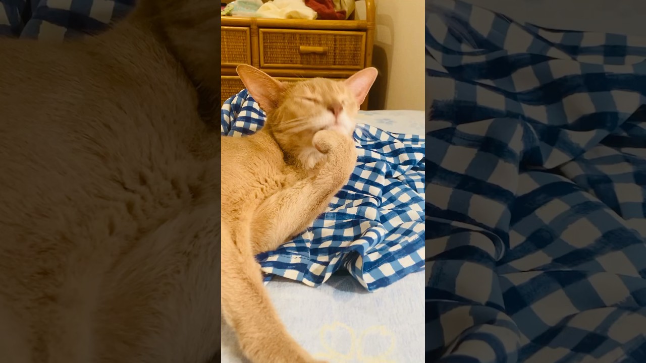 いぶりん ご満悦でございます✨#猫#いぶりん#アビシニアン#フォーン#cat#abyssinian#fawn#beautiful