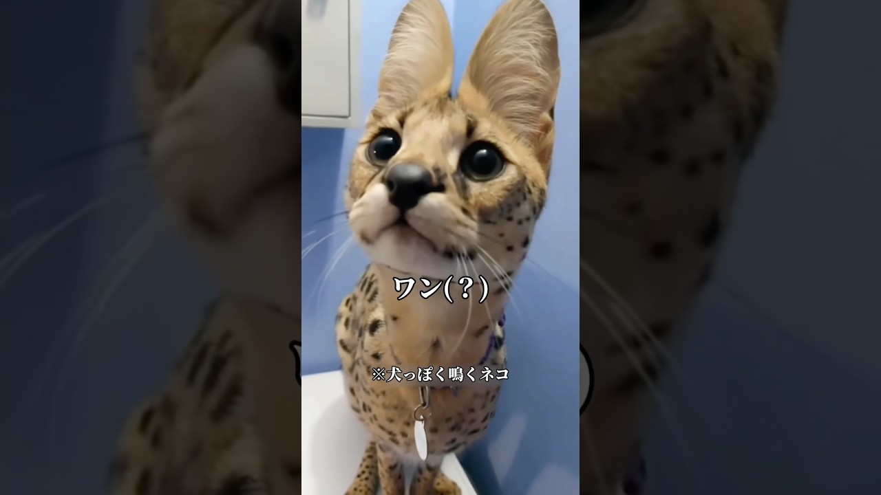 変な鳴き声のネコ