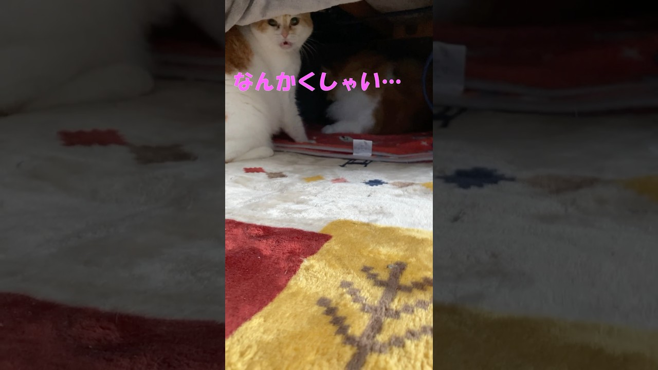 なんかくしゃい  #cat #猫のいる暮らし #アメリカンカール