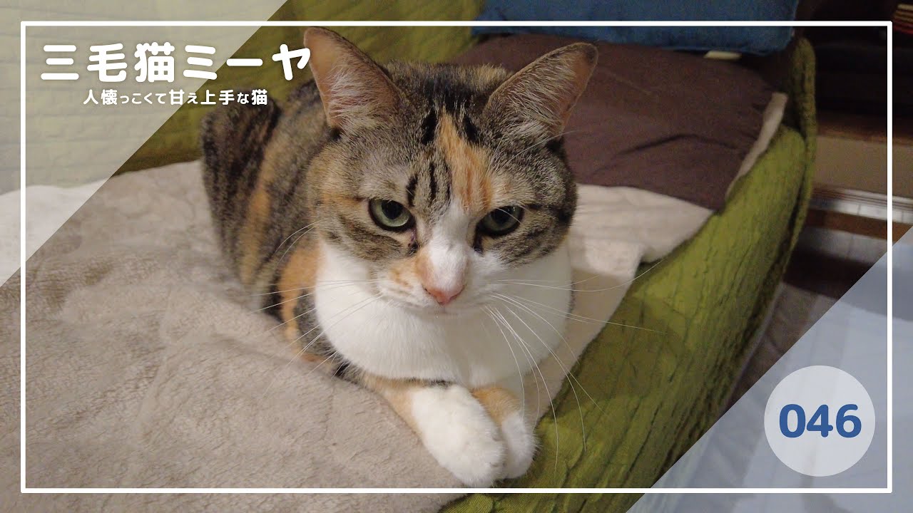 【猫好き必見！癒しの三毛猫動画】遊んでいたらテレビ画面に映る動画が気になる♪三毛猫ミーヤちゃん