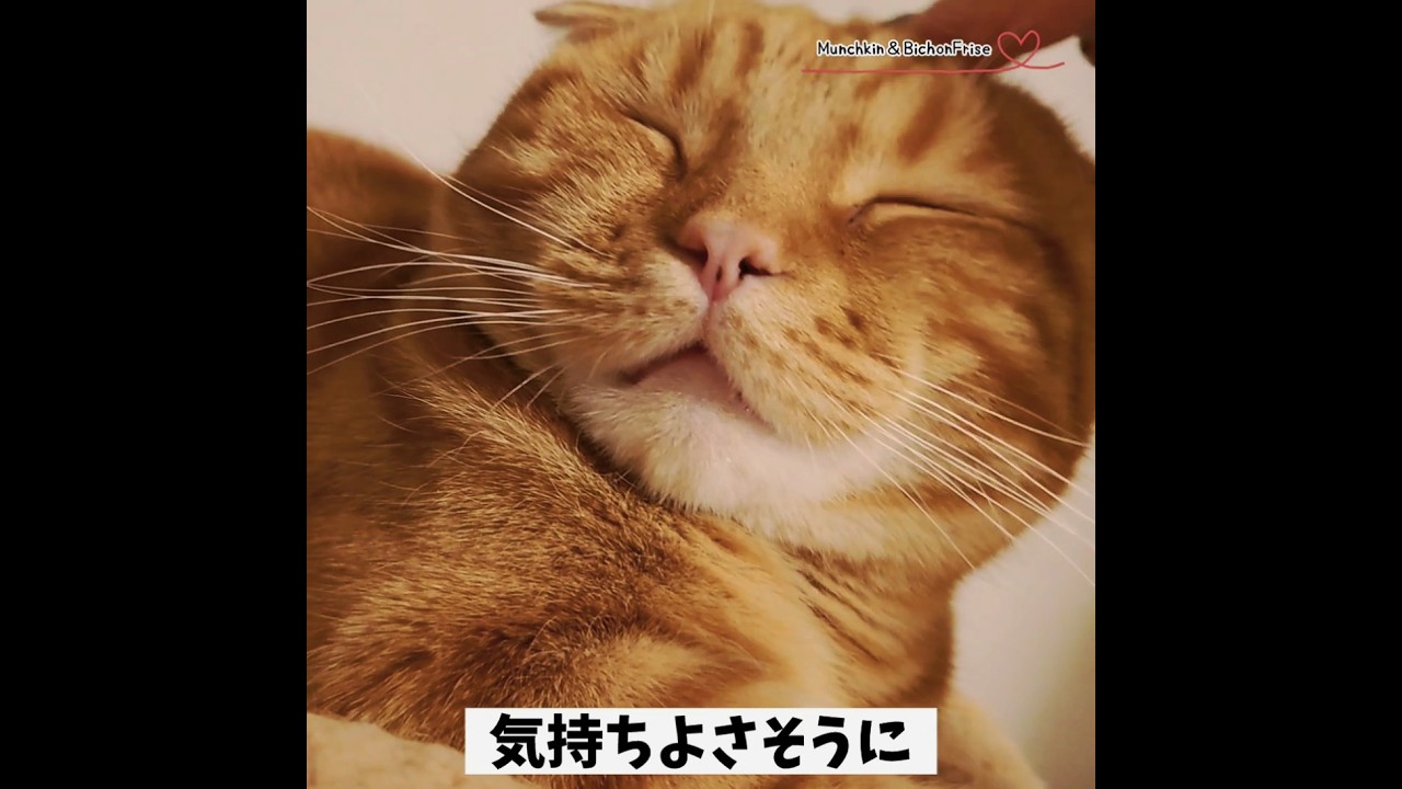 【マンチカン】癒し♡飼い主の催眠術にかかる短足猫 【犬と猫、両方飼ってると毎日かわいい♥】