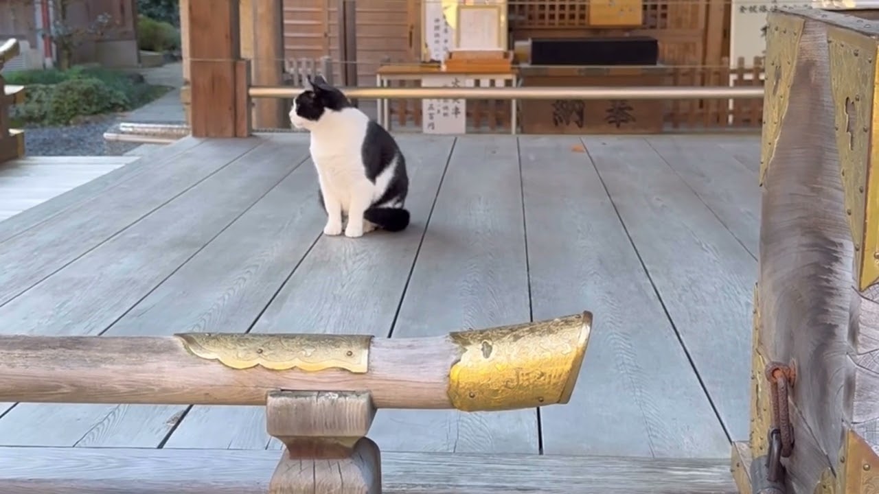 【猫の日常】伏見稲荷大社へ参拝／黒猫を追いかける／2024年