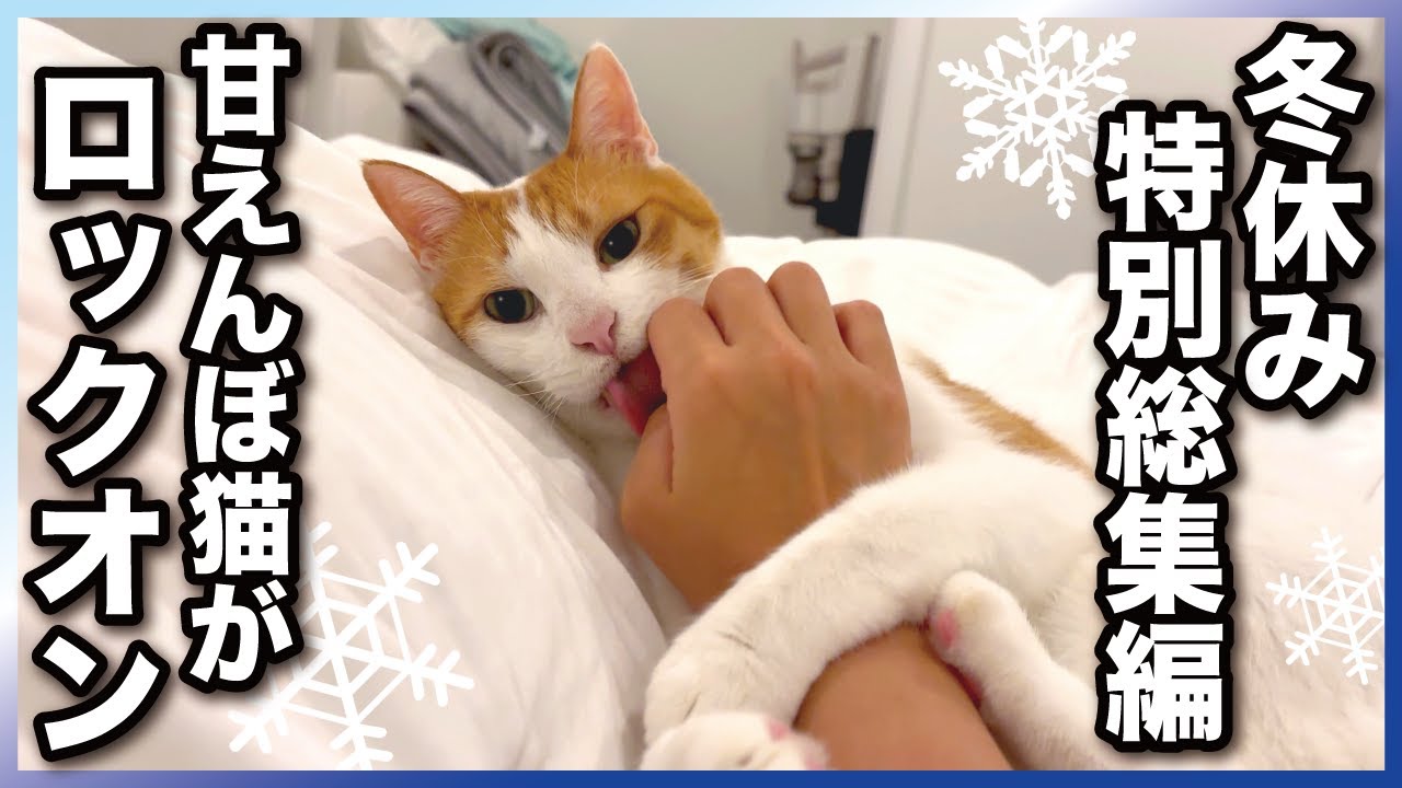 【甘えんぼ猫】冬休みはモフモフ猫を観て温まってください…１０本ぶっ通しの総集編!!!