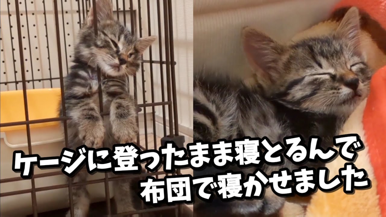 【野良猫保護】ガリガリの子猫を保護したら、幸せになりました。(総集編)