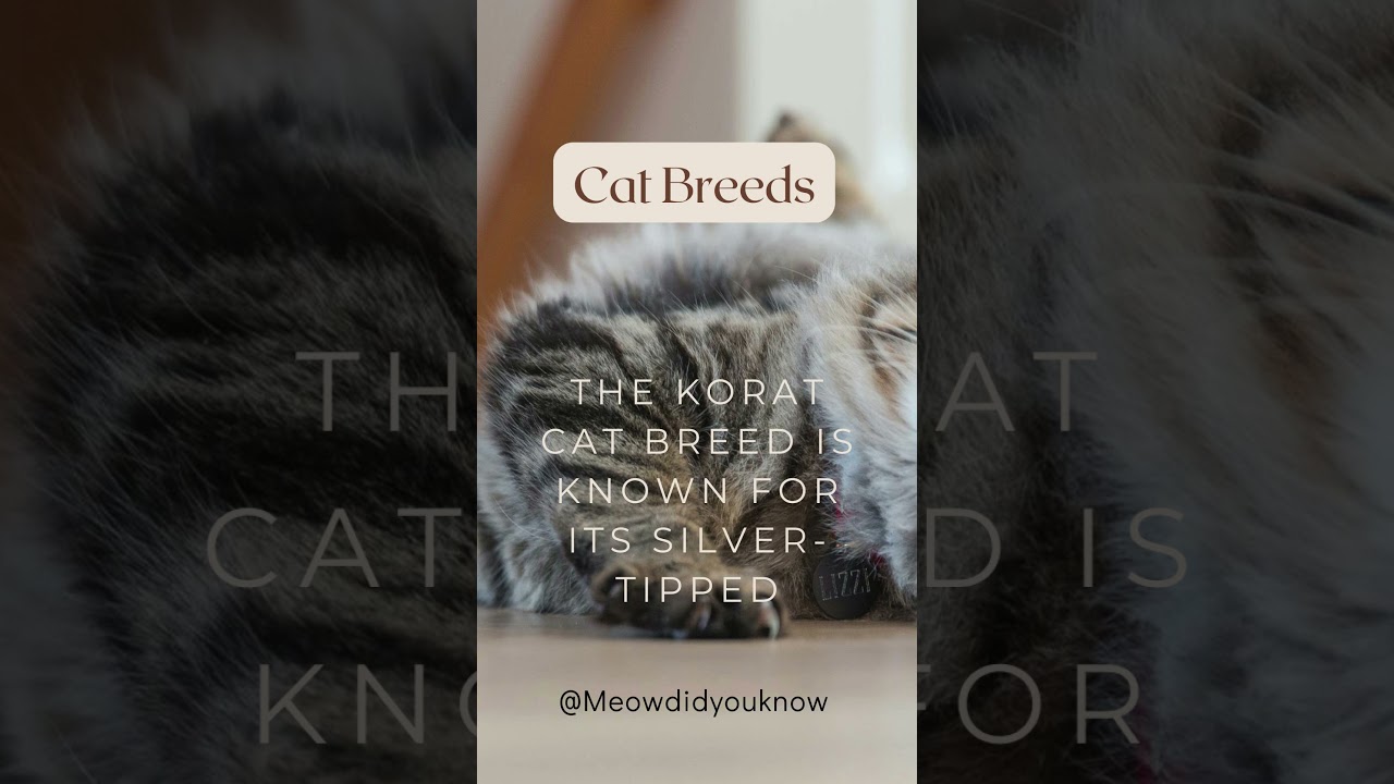 The Korat #catfact #catlover #short