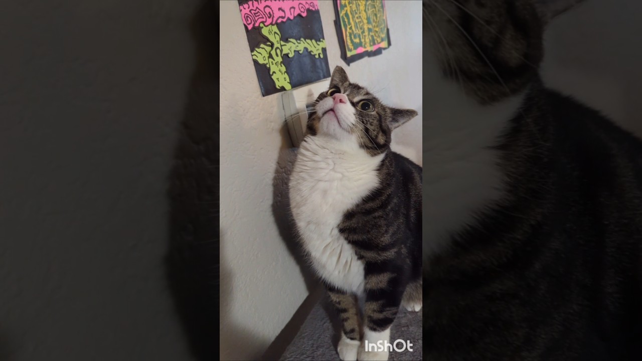 Relaxing with Koro Sensei #catlover #cutepets #catshorts #adoptnotshop #purrfectpets  #techno #neko