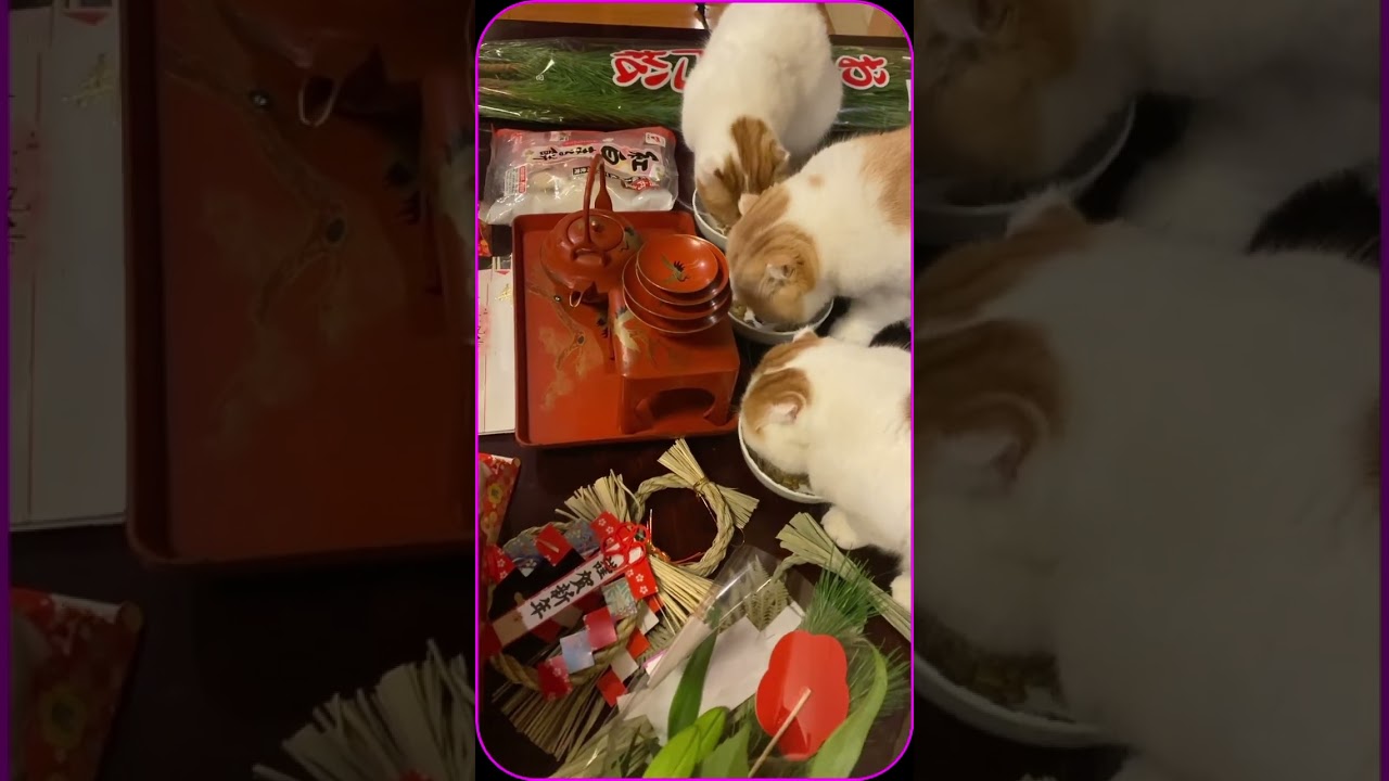 正月🎍準備忙しいスコティッシュねこ一家🐱 #スコティッシュねこ #cat