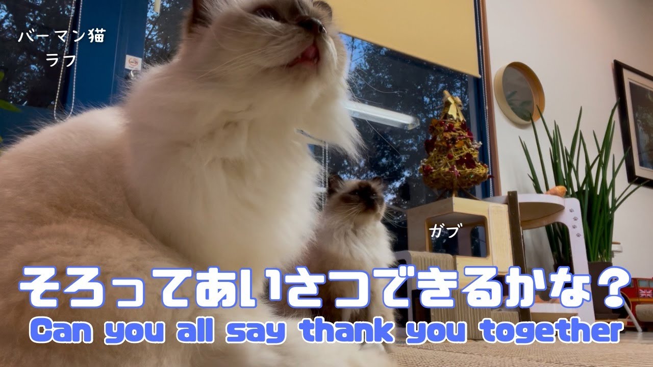 バーマン猫ガブとラフとウリ【そろってあいさつできるかな？】Can you all say thank you together （バーマン猫）Birman/Cat