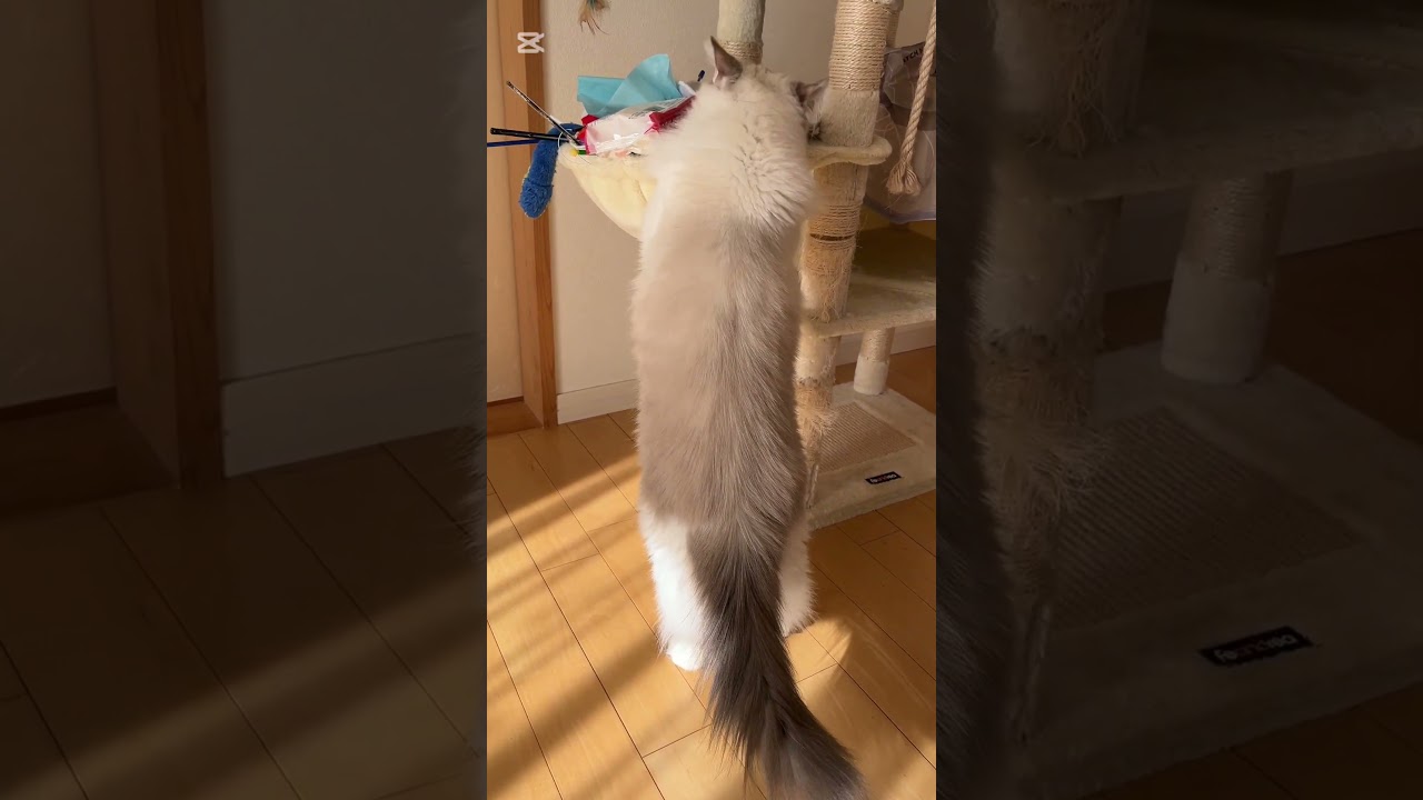 おもちゃ物色中 #猫好きさんと繋がりたい #猫のいる暮らし #ラグドール