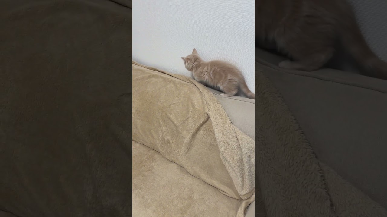 冒険が始まる子猫🐱　　　　　 #子猫　 #かわいい　#癒される　#ねこ　#はな猫    #猫動画　＃cat　＃cute   #kitten