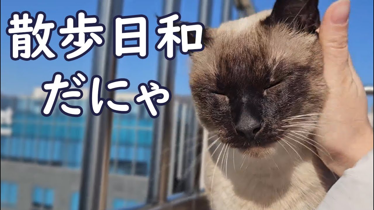 久しぶりに日差しが出てたので猫をお散歩に連れてったらこうなっちゃいました