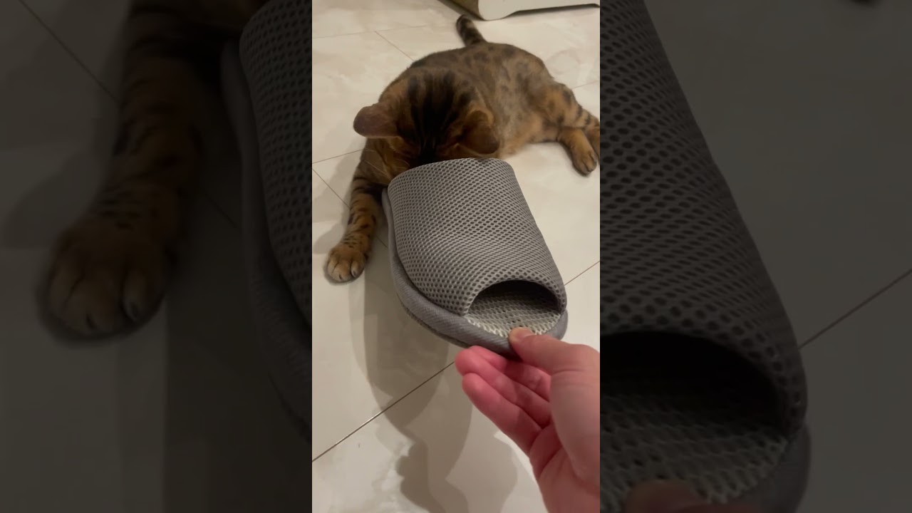 好きはそれぞれ　#cat #ベンガル #ベンガル猫 #猫 #猫のいる暮らし