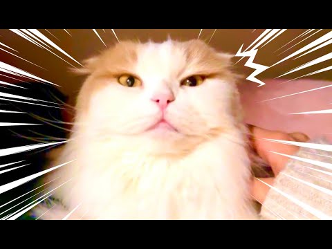 猫のくしゃみ　スコティッシュフォールド長毛ver
