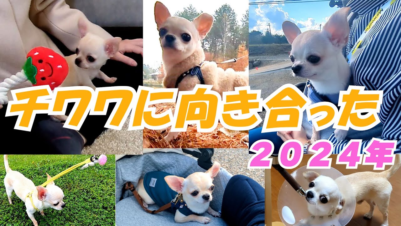 【スムースコート チワワ】1年の振り返り＆吠えと向き合った日々（#16）