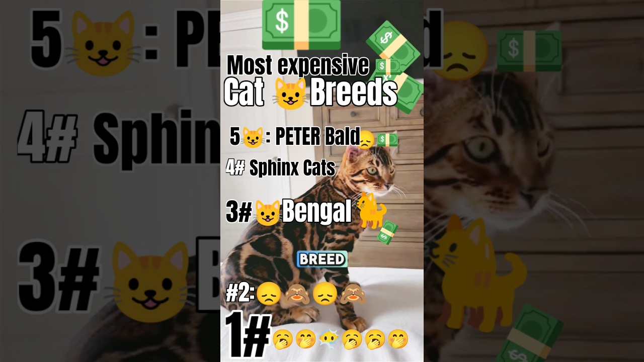 Most expensive 💵💲 Cat breeds in the world -The the last one
