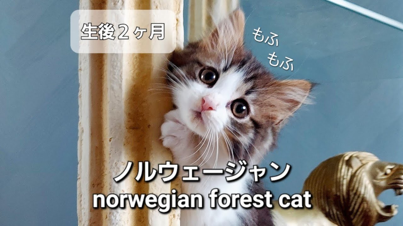 かわいい子猫をお迎えしました【生後2ヶ月】