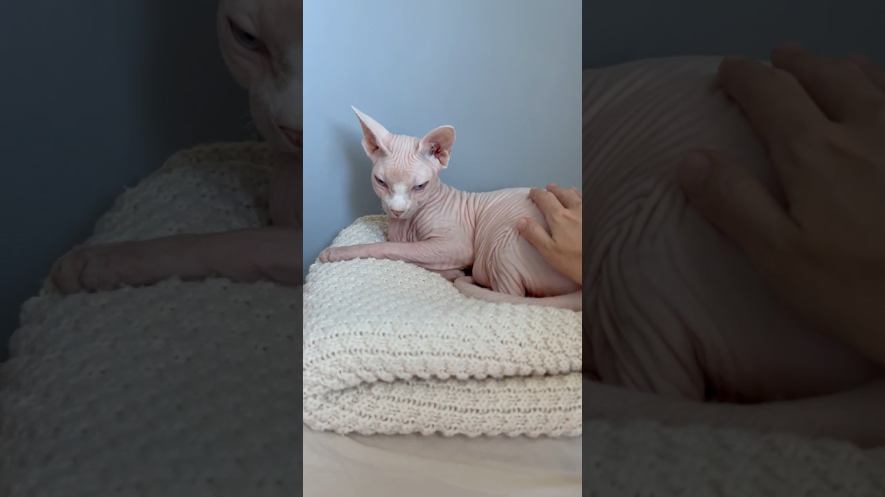 ふかふかな場所が大好きな毛のない猫【スフィンクス猫】