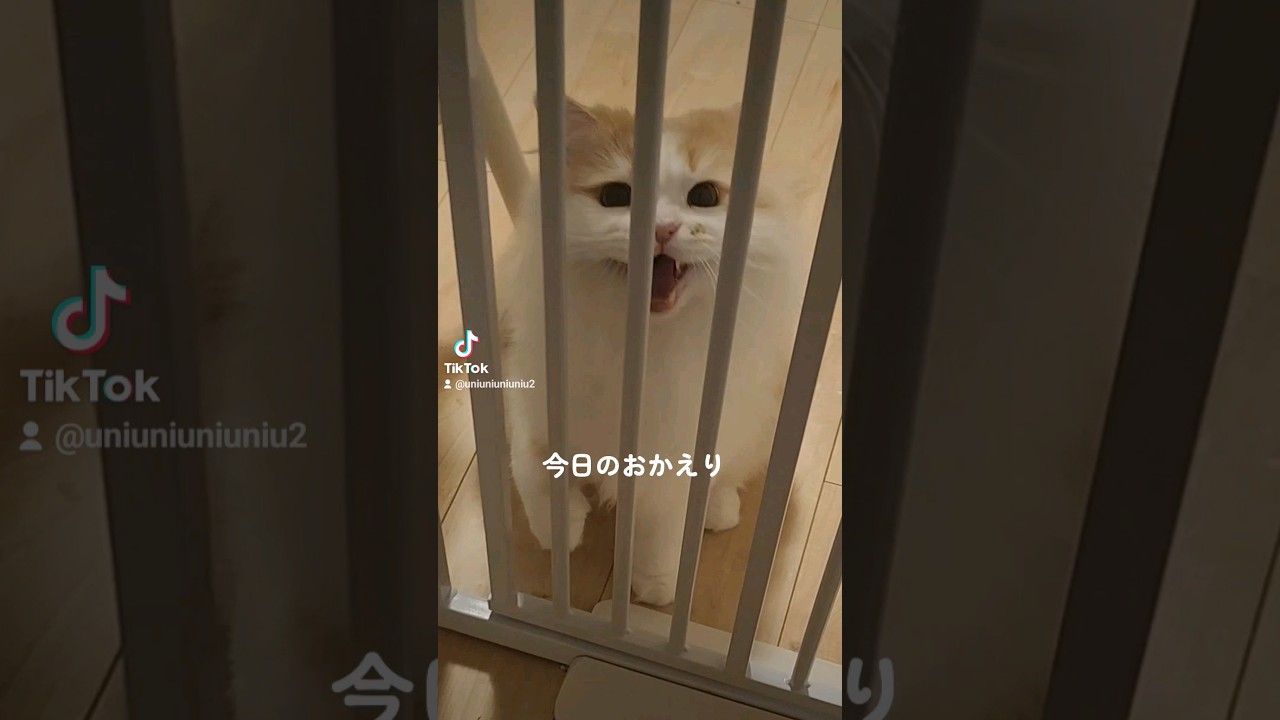 今日のおかえり   #ラガマフィン #猫のいる暮らし #cat