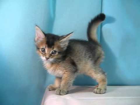 ソマリ　№120918　ペットショップ『ヒラマツケンネル』の子猫