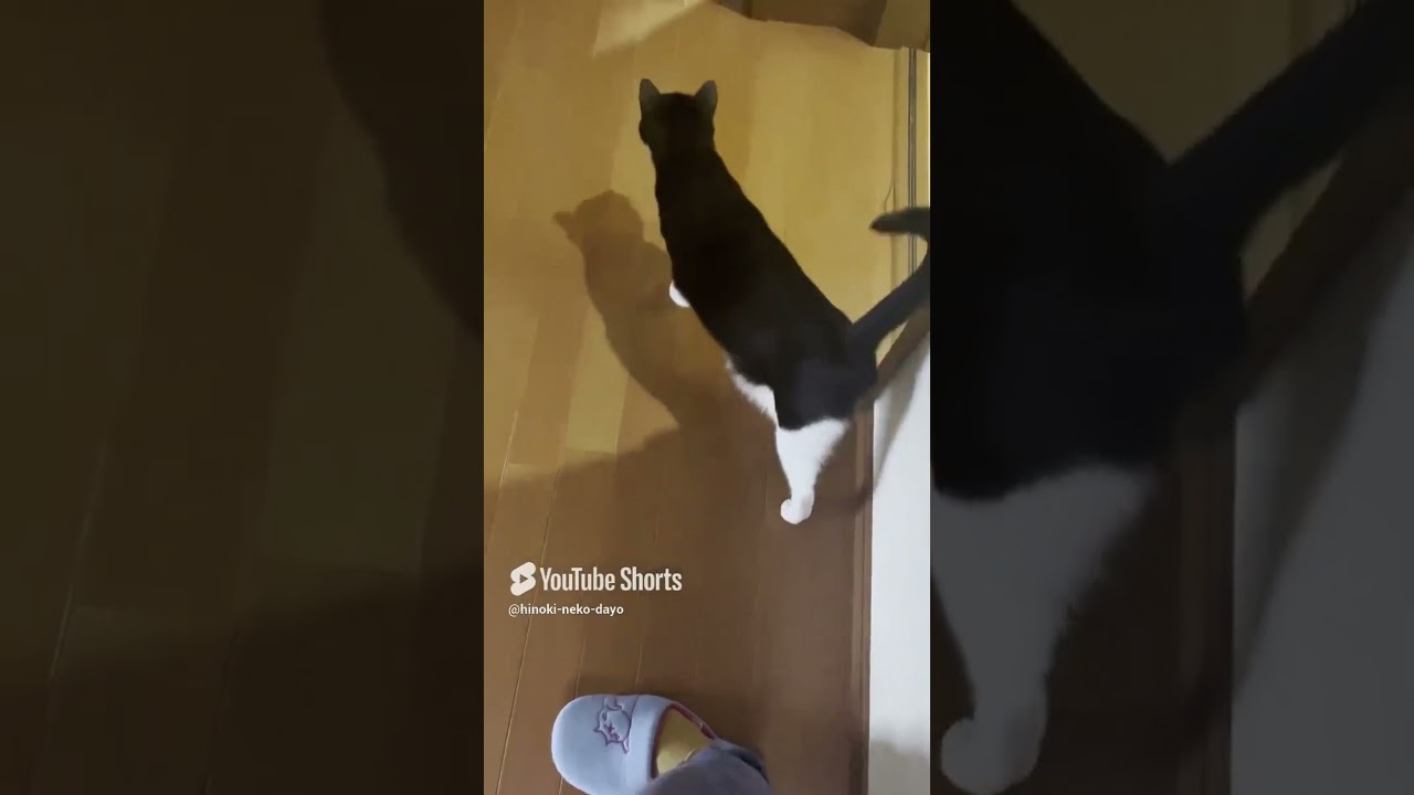 ひのき猫2024年ショート動画ベスト5