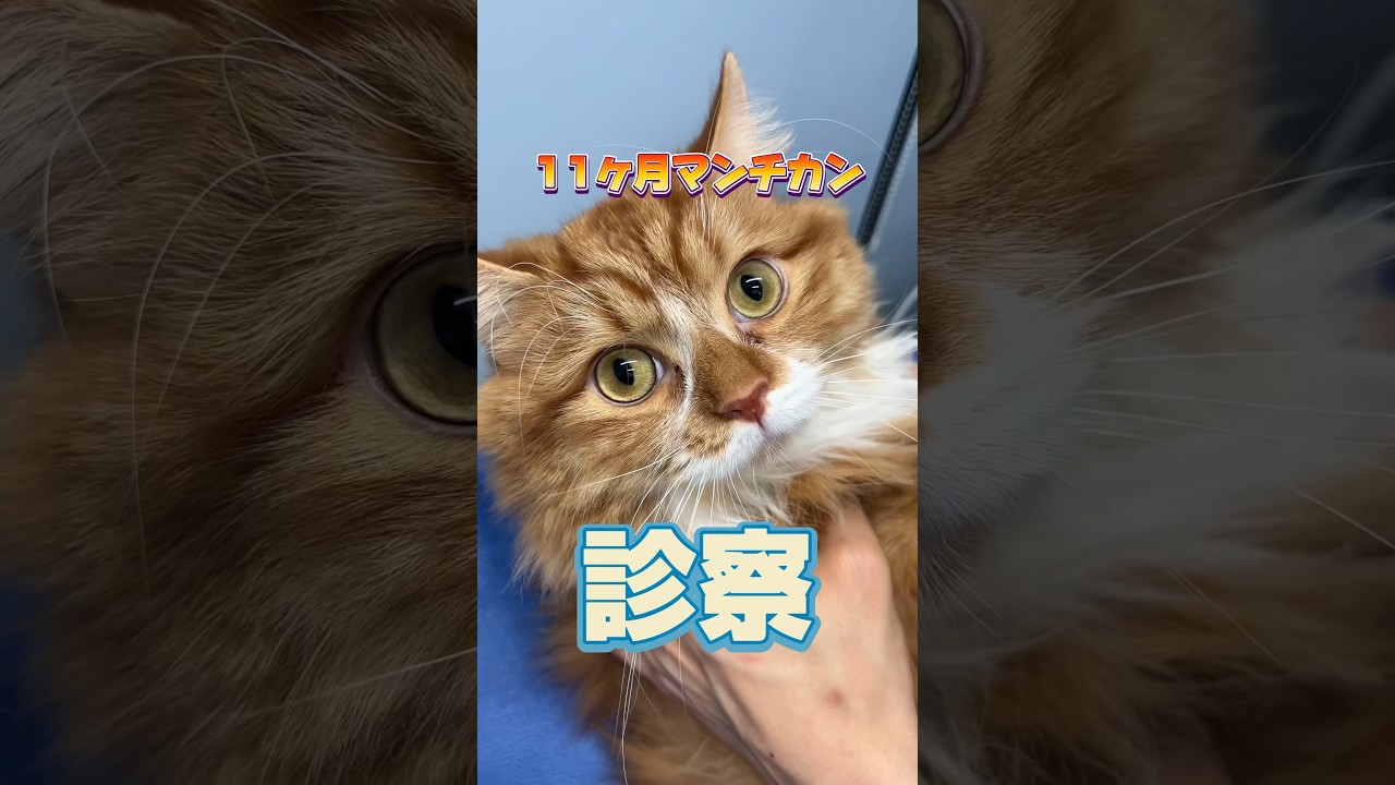 何度も吐いてご飯を食べない11ヶ月マンチカンが動物病院にやってきた！